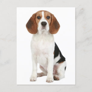 Beagle Puppy Dog Greeting Post Card Briefkaart