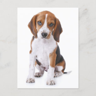 Beagle Puppy Dog Greeting Post Kaart