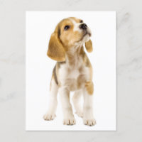Beagle Puppy Dog Greeting Post Kaart