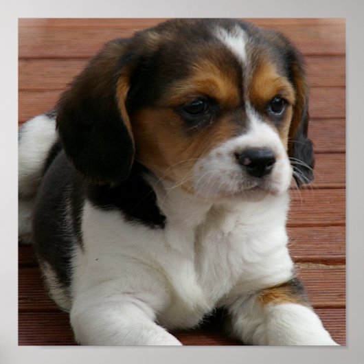Beagle Puppy Dog Poster Print (Voorkant)
