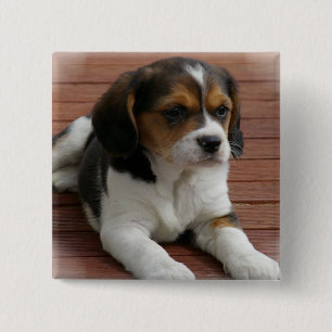 Beagle Puppy Dog Square Pin Vierkante Button 5,1 Cm