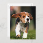 Beagle Puppy Love Briefkaart (Voorkant / Achterkant)