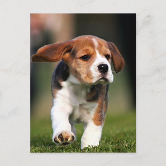 Beagle Puppy Love Briefkaart (Voorkant)