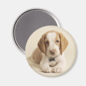 Beagle Puppy Magneet (Voorkant / Achterkant)