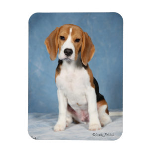 Beagle Puppy magnet Magneet