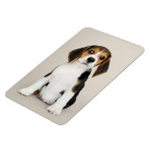 Beagle Puppy, Oh zo stom Magneet (Linkerzijde)