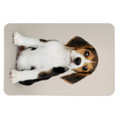 Beagle Puppy, Oh zo stom Magneet (Horizontaal)