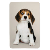 Beagle Puppy, Oh zo stom Magneet (Verticaal)