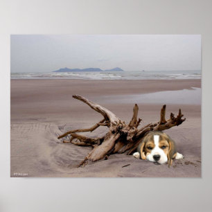 Beagle puppy op het strand Poster