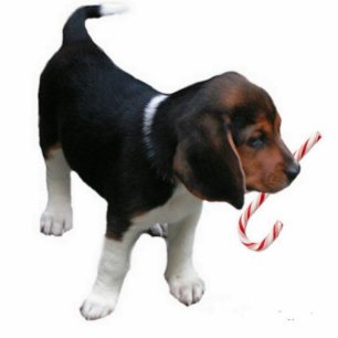 Beagle Puppy Ornament Fotobeeldje Ornament