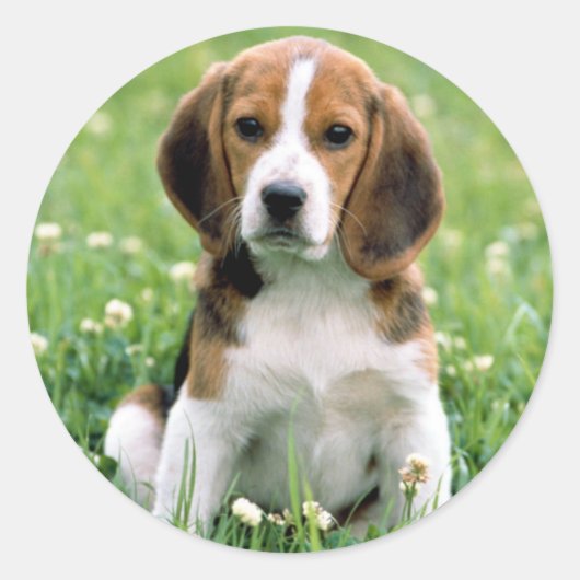 Beagle Puppy Ronde Sticker (Voorkant)