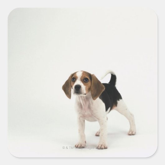 Beagle puppy vierkante sticker (Voorkant)