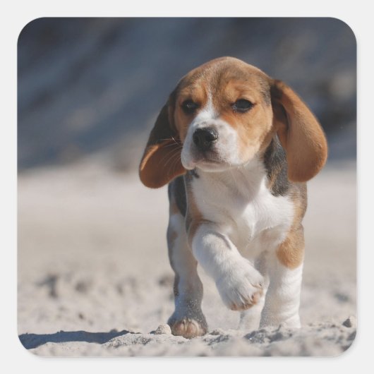 Beagle puppy vierkante sticker (Voorkant)