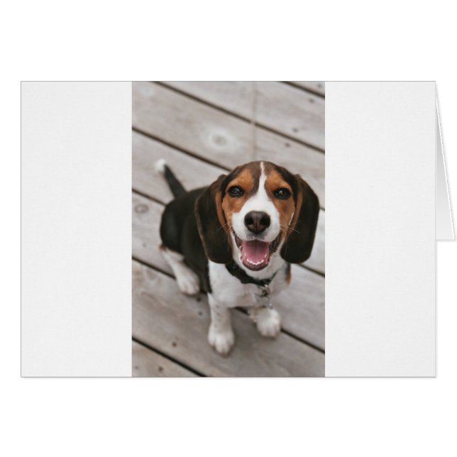 Beagle_puppy zit.png (Voorkant Horizontaal)