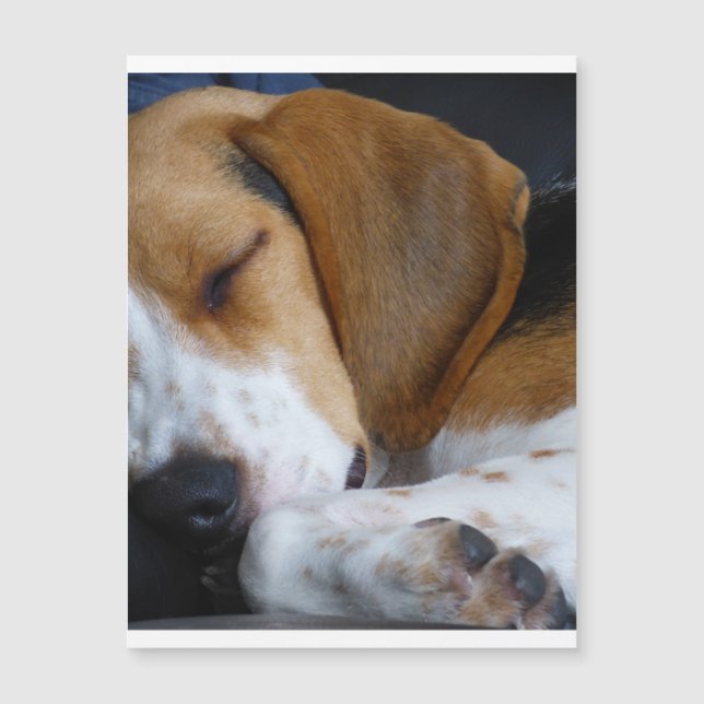 Beagle slapen.png (Voorkant)