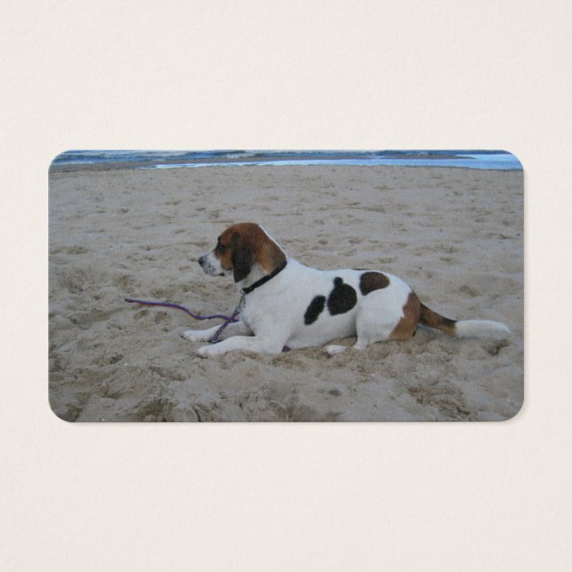 Beagle sur plage.png (Devant)