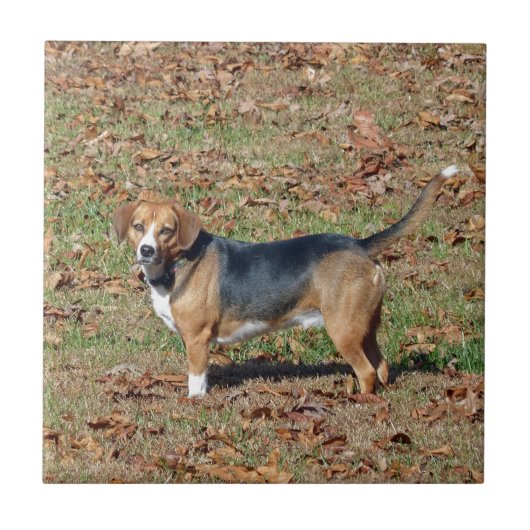 Beagle Tegeltje (Voorkant)