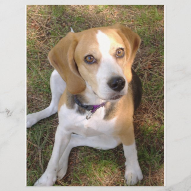 Beagle vergadering 2 (Voorkant)