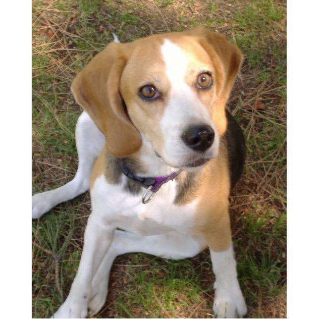 Beagle vergadering 2 fotobeeldje sleutelhanger (Voorkant)