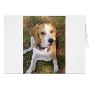 Beagle, vergadering 2.png