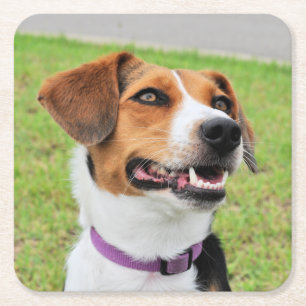 Beagle Vierkante Kartonnen Onderzetter