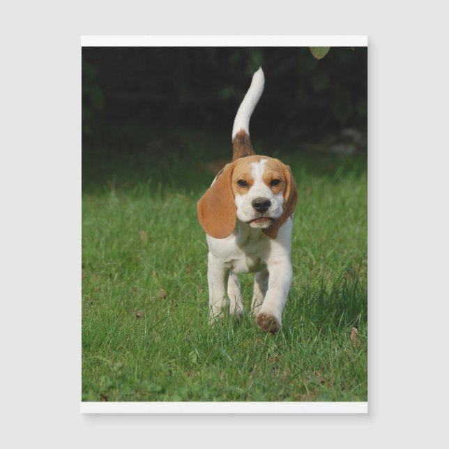 Beagle Walking.png (Voorkant)
