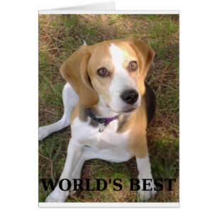 beagle werelden het beste