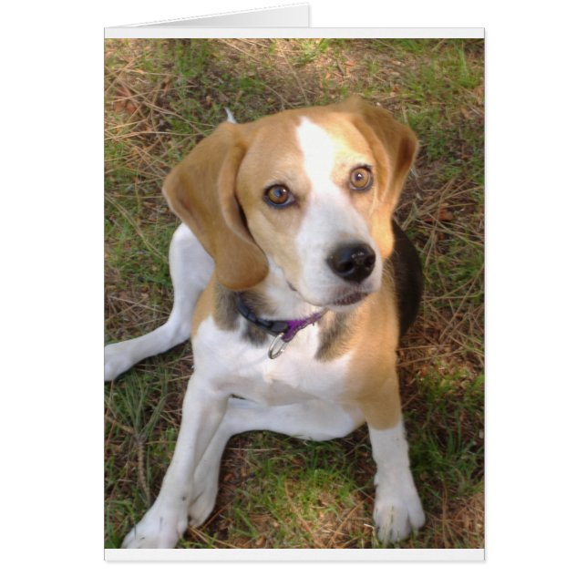 Beagle zit 2.png (Voorkant)