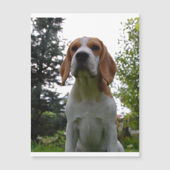 Beagle zit.png (Voorkant)
