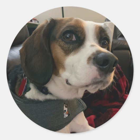 Beaglier- Beagle Bae dog Stickers Bea Streaming  (Voorkant)
