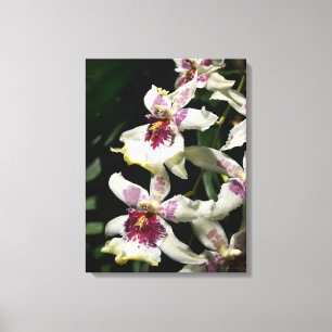 Beallara Orchid Art Wrapped Canvas - 18x24 Afdruk