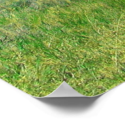 Bear Lake, Utah Poster (Coin)