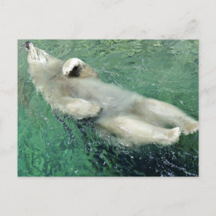Bear Polar nager sur sa carte postale
