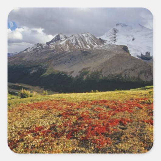 Bearberry begin herfst Athabasca Peak Vierkante Sticker (Voorkant)