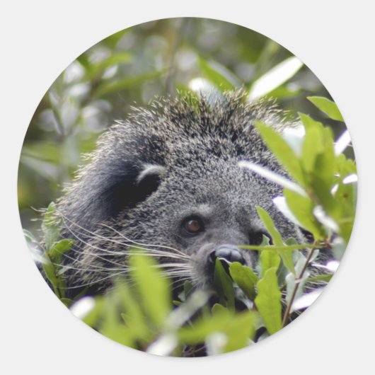 Bearcat-Stickers Ronde Sticker (Voorkant)