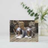 Bearded Collie Briefkaart (Staand voorkant)