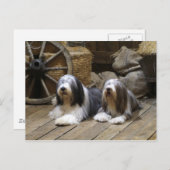 Bearded Collie Briefkaart (Voorkant / Achterkant)