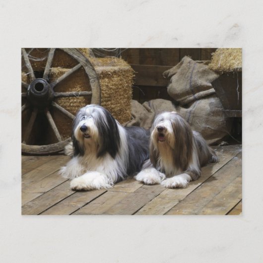 Bearded Collie Briefkaart (Voorkant)