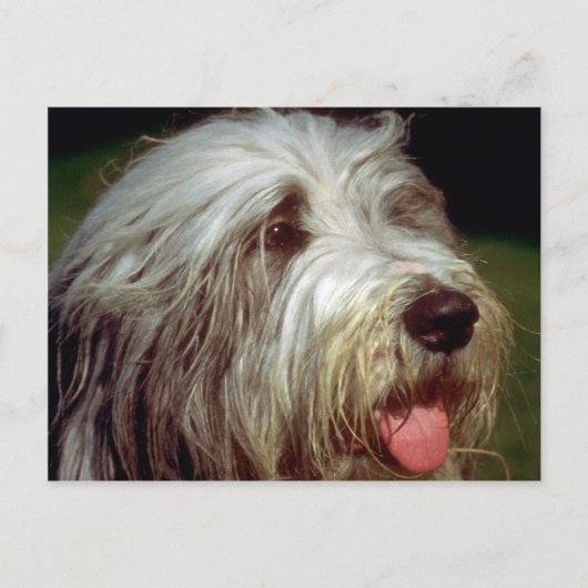 Bearded Collie Briefkaart (Voorkant)