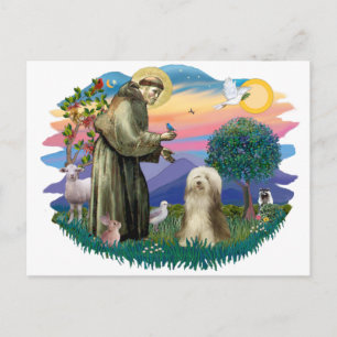 Bearded Collie (bruine room) Briefkaart
