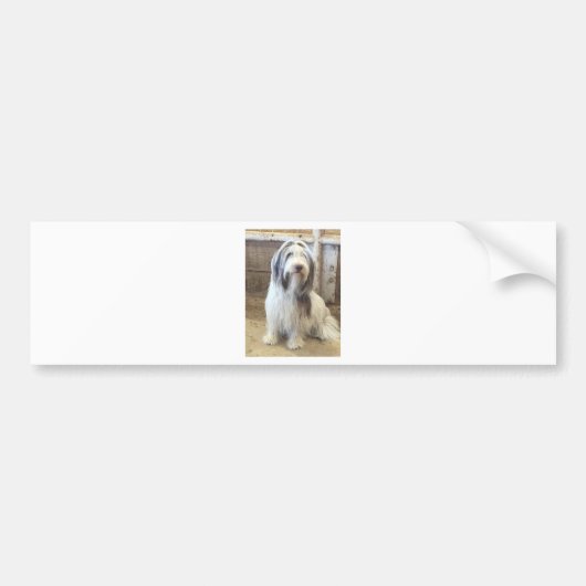 Bearded Collie Bumpersticker (Voorkant)