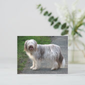 Bearded Collie Dog Briefkaart (Staand voorkant)