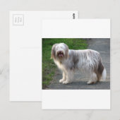 Bearded Collie Dog Briefkaart (Voorkant / Achterkant)