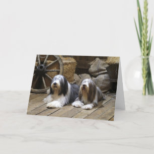 Bearded Collie Kaart
