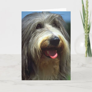 Bearded Collie Kaart