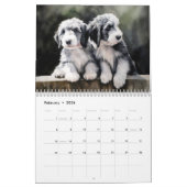 Bearded Collies Kalender, elk jaar Kalender (Feb 2026)