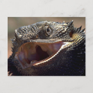Bearded Dragon, Australië Briefkaart