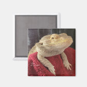 Bearded Dragon Black en het Rode Plein Magneet (Voorkant / Achterkant)