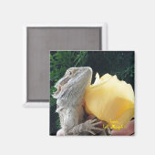 Bearded Dragon en Yellow Rose Magneet (Voorkant / Achterkant)