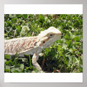 Bearded Dragon Poster